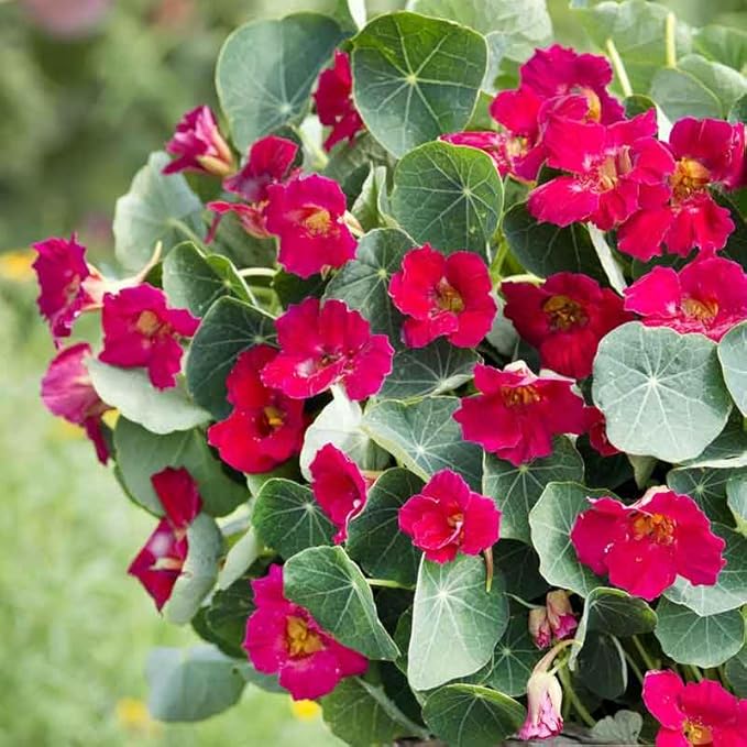 Eden Brothers Nasturtium Seeds - Baby Rose