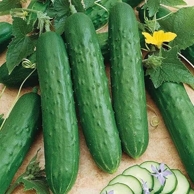 CEMEHA SEEDS - Seeds Indoor Cucumber Self-Pollinated Zozula F1 Pickling Non GMO Vegetable for Planting