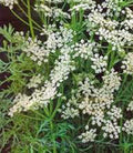 Caraway Seeds, Herb, 25+ Seeds, Non GMO, You Can Use Seeds, Plant and Roots on This Herb