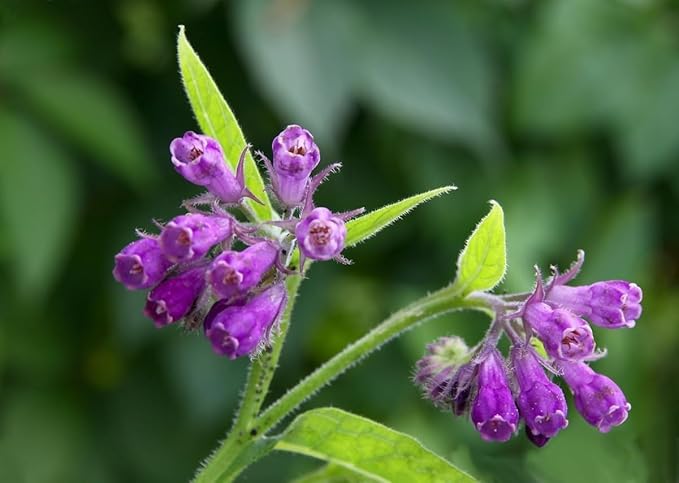 Bocking 14 Comfrey Root Cuttings to Grow - Many Uses, Pretty Flowers - Unrooted Cuttings, Grow Easily (6 Cuttings)