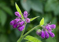 Bocking 14 Comfrey Root Cuttings to Grow - Many Uses, Pretty Flowers - Unrooted Cuttings, Grow Easily (6 Cuttings)