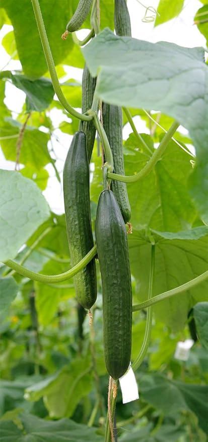 10+ Seeds Cucumber Chinese Miracle - Vegetable Open-Pollinated