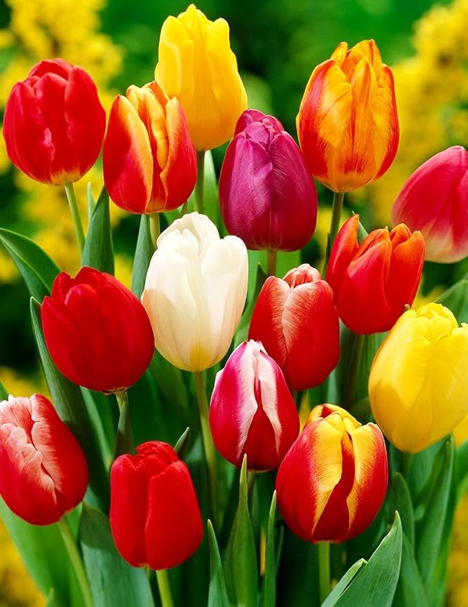 Tulipa Fringed Mixture Tulip Bulbs Size 11/12 for Planting - Plant in Fall, Winter or Early Spring (All Season Barn Mixture, 15, Count)