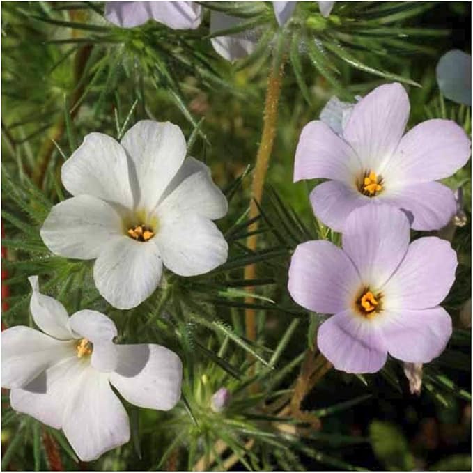 Seed Needs, Mountain Phlox Seeds - 1,000 Heirloom Seeds for Planting Linanthus grandiflorus - Annual Flowers to Attract Pollinators to a Butterfly Garden (1 Pack)