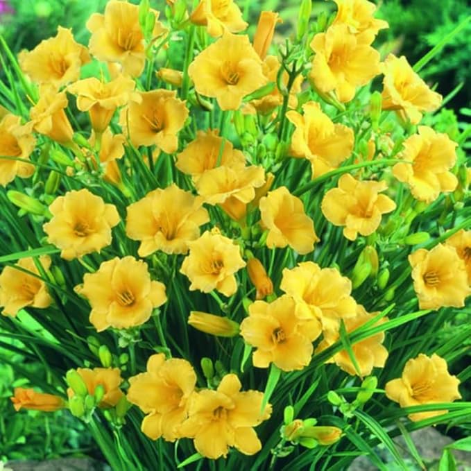 Set 10 Golden Yellow Daylily Bulbs for Planting, Hardy Perennial Lily Roots for Colorful Summer Blooms