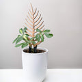 Treleaf Bare™ Palmella™ – Customizable Wooden Palm Leaf Plant Trellis – Grande Size 24” Indoor Plant Support and Decorative Houseplant Stake for Potted Vines and Climbing Plants