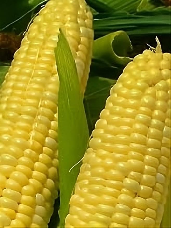 Corn Golden Bantam 12 Open Polinated Great Heirloom Vegetable by Seed Kingdom (400 Seeds)