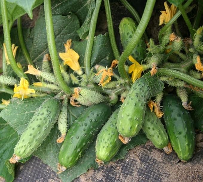 40+ Seeds Cucumber Bush Gift - Vegetable Open-Pollinated