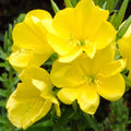 100 X Yellow Evening Primrose Seeds for Planting Outdoor Grow Flowers in Pots Basket Gardens Multicolor Flowers Seeds
