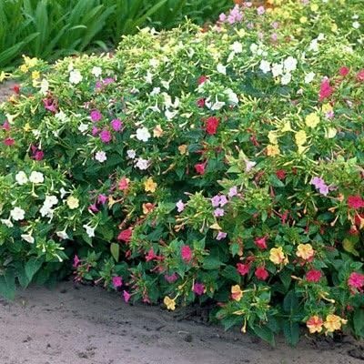 Non GMO Four O'Clock Mix Flower Seeds Mirabilis Jalapa (1 Lb) 6,000 Seeds
