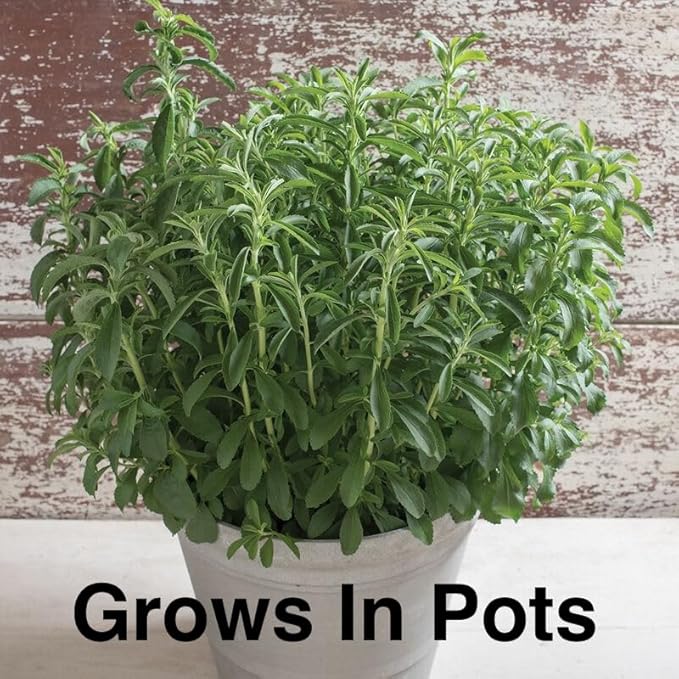 Natural Herbal Live Zero Calorie Sugar Replacement. Stevia Plants. Sweet Leaf, Sugar Leaf, Natural Sugar Substitute Herb, Easy to Grow (4 stevia Cups)
