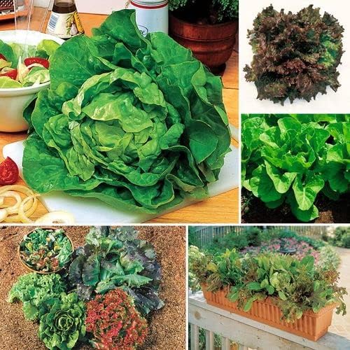 Park Seed Lettuce Salad Mix Edible Plant Seeds – Best Lettuce Collection with Buttercrunch, Red Sails, Super Jericho & More, High Yield & Easy to Grow, Gourmet Variety, Pack of 2600