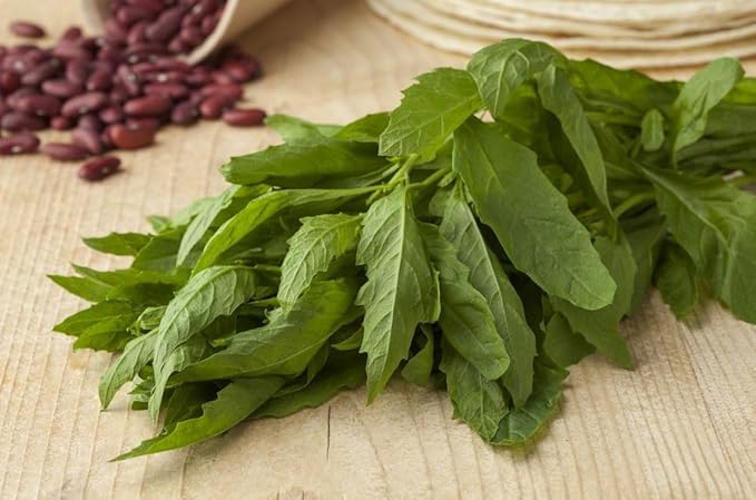 Live Epazote Plant/Mexican Tea. Year's Supply. Family+Friends Pack. Helps Immunity, Digestion, Metabolism. Flavorful, Pungent, Fresh, Edible. Easy Grow. Indoor/Outdoor. (4 Epazote in Cup)