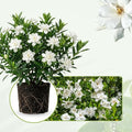 2 Frostproof Jasmine Plants 4–8 Inch, Live Fragrant Jasmine Flowering Vine, Sweet Scented Blooms, Easy Care Indoor or Outdoor