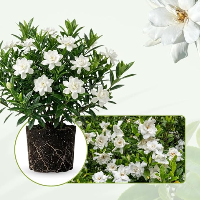 2 Frostproof Jasmine Plants 4–8 Inch, Live Fragrant Jasmine Flowering Vine, Sweet Scented Blooms, Easy Care Indoor or Outdoor