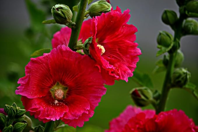 Seeds Assorted Colors Hollyhock Flowers 30 Seeds to Grow Stock-Rose Elegant Mix Perennial Plant in Spring or Fall