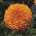 Park Seed Inca II Deep Orange Marigold Seeds – 3–4 Inch Fully Double Hybrid Blooms, Early and Long-Lasting, Heat and Drought Tolerant Tagetes Erecta for Beds, Containers, and Cut Flowers – Pack of 25