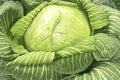 Giant Cabbage Cole Slaw Sauerkraut Premium Seeds for Planting Packet