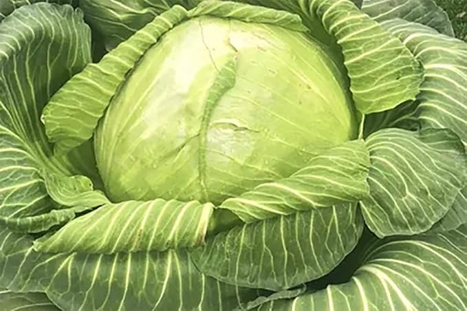 Giant Cabbage Cole Slaw Sauerkraut Premium Seeds for Planting Packet