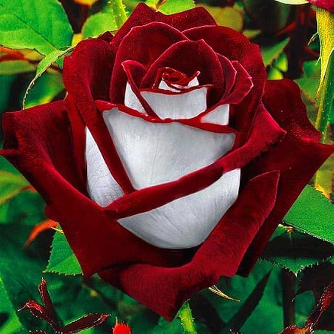 300+ Perennial Mixed Rose Flower Seeds for Planting Outdoor-Fragrant Non GMO Heirloom Garden Home Great Gardening Gifts