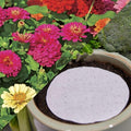 Park Seed Easy DIY Planting Sow Effortless Collection Seed Discs, Zinnia Thumbelina, (Set of 2)