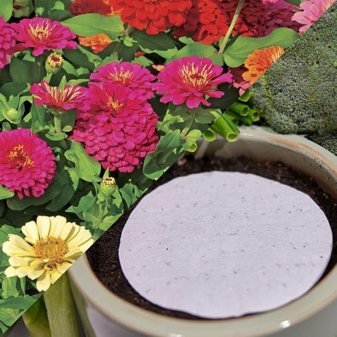 Park Seed Easy DIY Planting Sow Effortless Collection Seed Discs, Zinnia Thumbelina, (Set of 2)