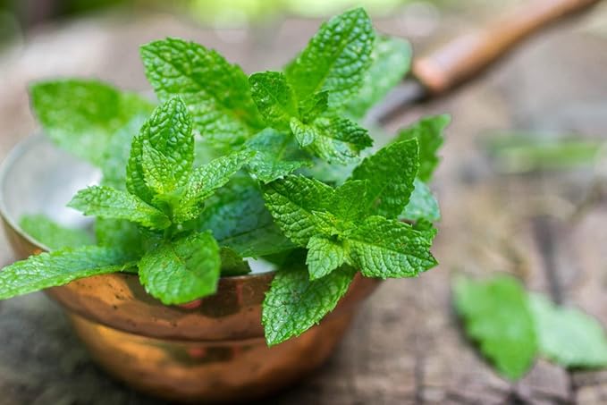 Seeds4planting - Seeds Mint (Peppermint&Spearmint) Non GMO Heirloom 1000 Seeds