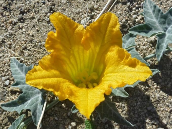 Coyote Gourd (Cucurbita Palmata) -30 Seeds-
