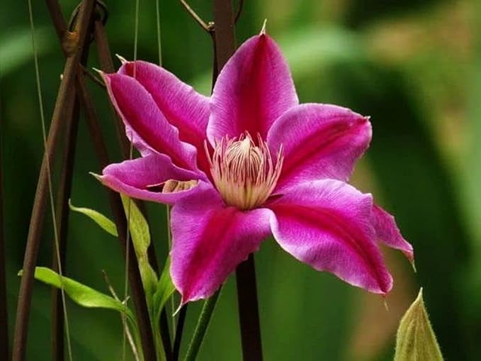 Clematis Mixed Colors 20Seeds Wonderful Blooms 20+ Perennial Vine Seeds (Clematis 1)