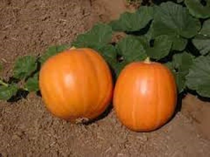 Pumpkin, Jack O Lantern Pumpkin Seeds, Heirloom, Non GMO, 100 Seeds
