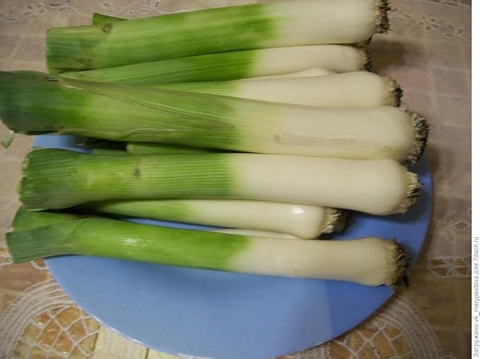 Seeds Leek Autumn Giant (Allium porrum) Onion Vegetable Heirloom for Planting Non GMO