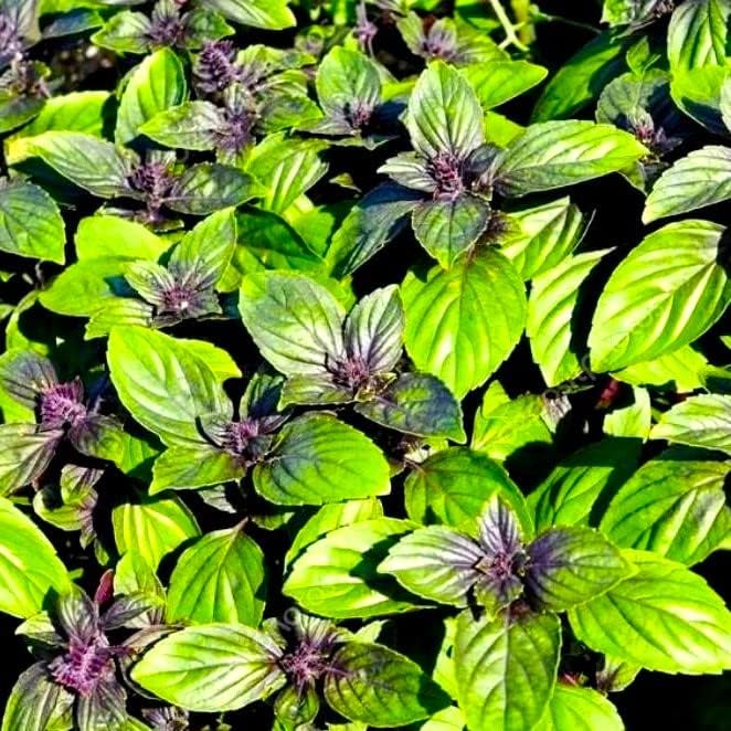 Unique Cinnamon Basil Mexican Spice 200+ Seeds for Planting Herb Garden