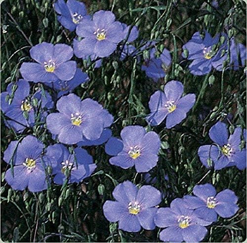 Non GMO Bulk Blue Flax Seeds - Linum perenne (1 Lb)