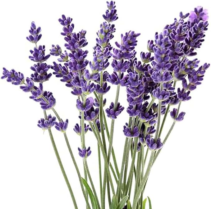 True Lavender - of All The Different Varieties, Lavandula angustifolia is arguably The Most Popular. 2500 Seeds