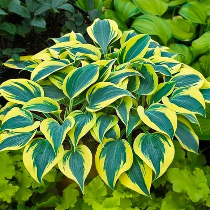Mix Hosta Seeds-215Pcs Perennial Flower Seeds for Planting in Your Home Ganden