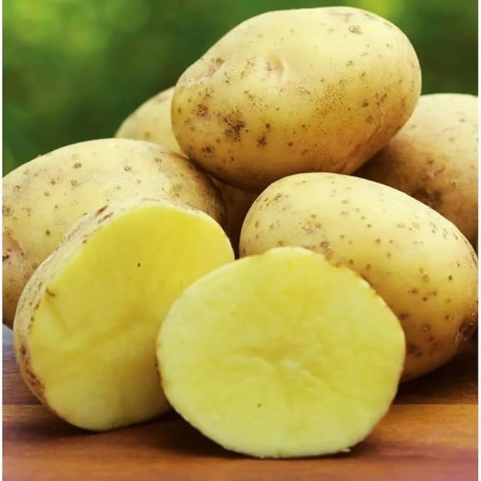 2 Lbs Yellow Potato Tubers High Yielding for Outdoor Planting,Vegetables Potatoes Plants Bulbs Seeds, Heirloom Seed Potato Live Tuber