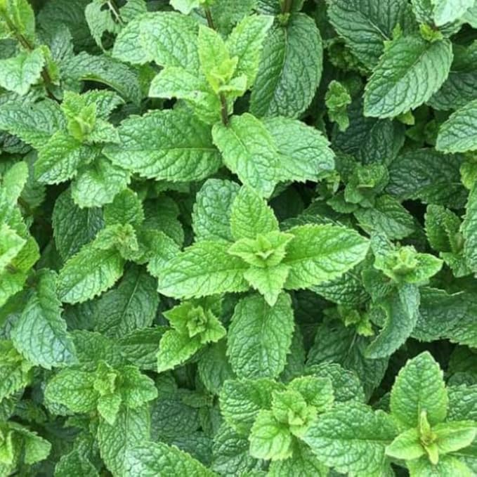 Spearmint Plants Live Indoors Outdoors, Mint Plant Seeds, Herb Plants Live in Pot, Fresh Herb Mint Plant, Fresh Mint Plant, Potted Mint