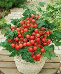 SeedsUP - 40+ Seeds Indoor Dwarf Tomato Year-Round - Vegetable Red