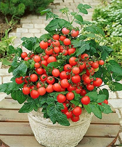 SeedsUP - 40+ Seeds Indoor Dwarf Tomato Year-Round - Vegetable Red