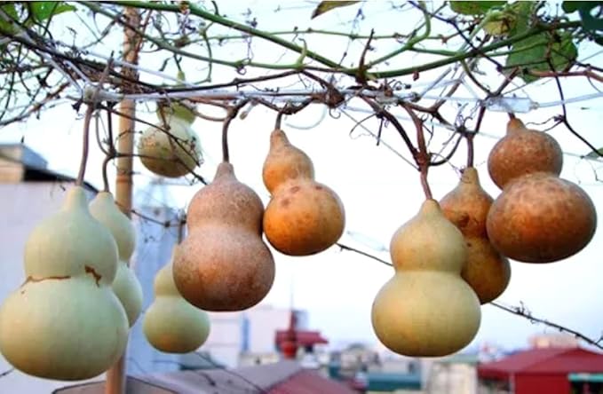 5PCS Birdhouse Gourd Seeds Asian Bottle Gourd Vegetable Seeds Heirloom