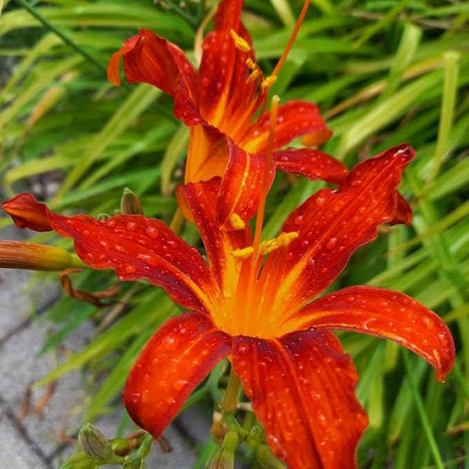 Set 10 Orange Daylily Bulbs for Planting, Hardy Perennial Lily Roots for Colorful Summer Blooms