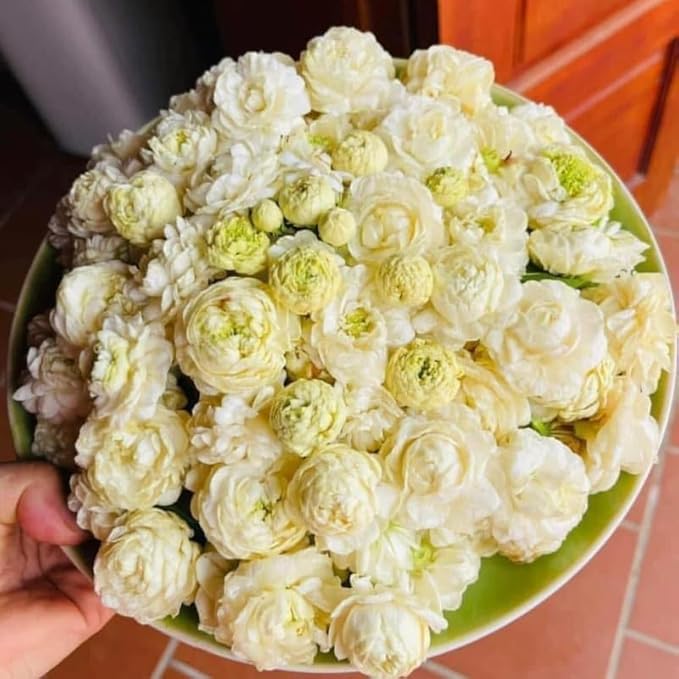 2 Duke of Tuscany Jasmine Plants 4–8 Inch, Live Fragrant Jasmine Flowering Vine, Sweet Scented Blooms, Easy Care Indoor or Outdoor