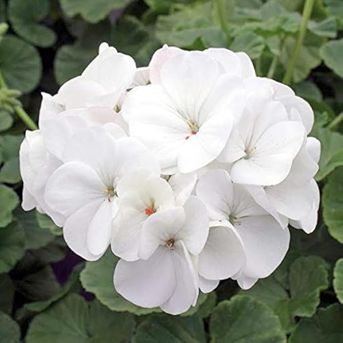 10+Geranium Flower Seeds for Planting-Perennial Geranium Bedding Basket Plant Seeds