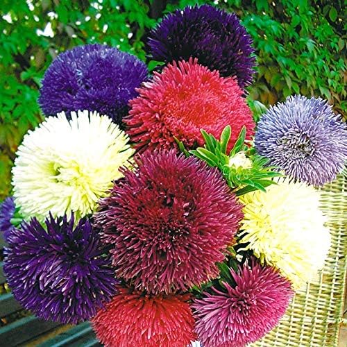 NIKA SEEDS - Seeds Flowers Aster Princess Mix Annual - 100 Seeds