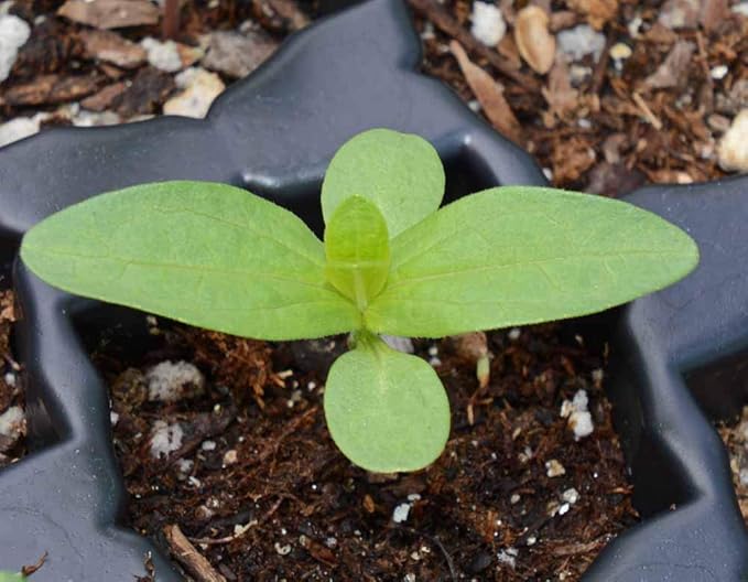 Zinnia - California Giant Mix - Bulk Pack 5,000 Seeds by Seeds2Go