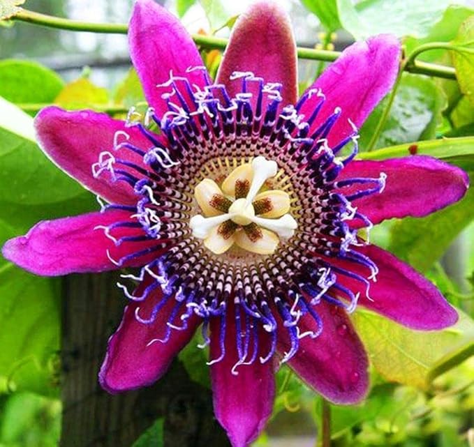 Passionfruit Mix 50+ Seeds Flowers Easy to Grow Planting