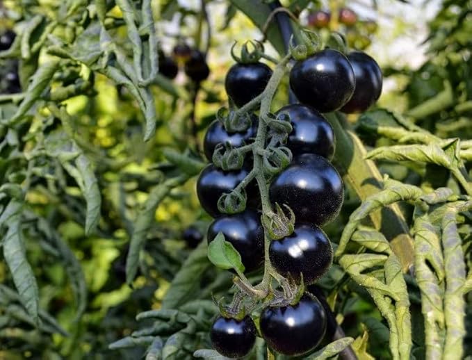 50+ Seeds Cherry Tomato Indigo Rose Large - Vegetable Blue