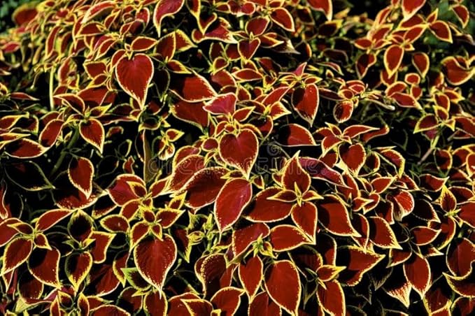Park Seed Wizard Scarlet Coleus Seeds – Grow Your Own Vibrant Indoor or Outdoor Plants, Shade-Loving Annual, Easy to Start Indoors, Colorful Foliage for Gardens and Pots, Pack of 500