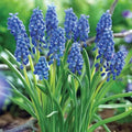 Votaniki Muscari Armeniacum Bulbs - Perennial Muscari 'Grape Hyacinths' | Fragrant & Bell Shaped Blue Flowers - Perfect Addition to Any Garden (40 Pack)