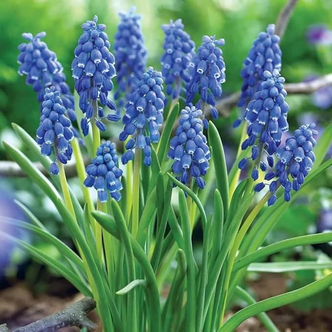 Votaniki Muscari Armeniacum Bulbs - Perennial Muscari 'Grape Hyacinths' | Fragrant & Bell Shaped Blue Flowers - Perfect Addition to Any Garden (65 Pack)